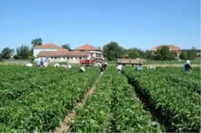 Bafra Ovası'nda yazlık ürün sezonu açıldı Bafra Ovası'nda yazlık ürün sezonu açıldı