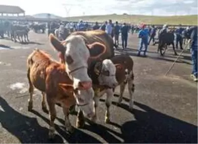 Bayburt Canlı Hayvan Pazarında Kurban Bayramı öncesi hareketlilik başladı Bayburt Canlı Hayvan Pazarında Kurban Bayramı öncesi hareketlilik başladı