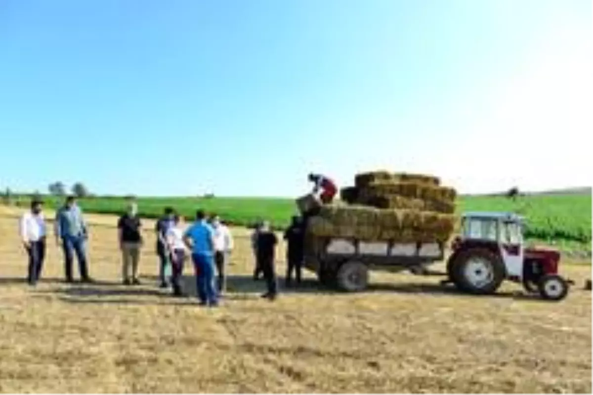 Belediyenin tarlalarından üreticilere yem bitkisi