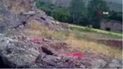 - Erzincan'da tilki ailesi görüntülendi - Erzincan'da tilki ailesi görüntülendi