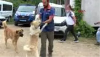 GİRESUN Kayıp İkranur her yerde aranıyor; JÖH'ler devreye girdi-1 GİRESUN Kayıp İkranur her yerde aranıyor; JÖH'ler devreye girdi-1