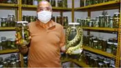 Hayvan bilimci profesör, Türkiye'deki sürüngenlerin turşusunu kuruyor Hayvan bilimci profesör, Türkiye'deki sürüngenlerin turşusunu kuruyor