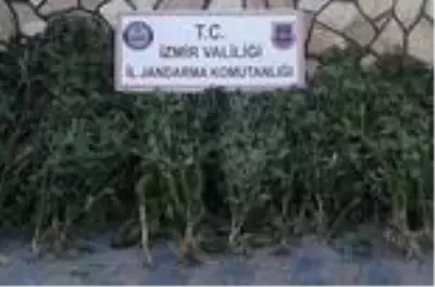 İzmir'de binlerde kök Hint keneviri ele geçirildi
