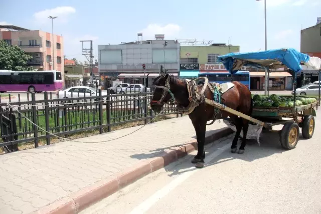 Kaçan at otomobile çarptı, polisi alarma geçirdi, sahibini ağlattı ...