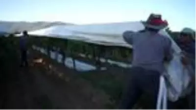 MANİSA Sarıgöl'de üzüm bağları erken örtü altına alınmaya başladı