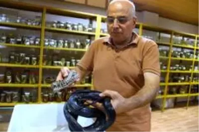 Hayvan bilimci profesör, Türkiye'deki sürüngenlerin turşusunu kuruyor
