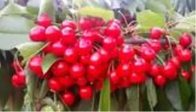 Üretici isyan ediyor: Şaphane kirazı toptancıda 2 TL, markette 9 TL
