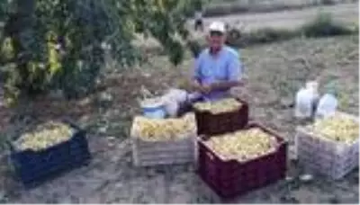 Üretici isyan ediyor: Şaphane kirazı toptancıda 2 TL, markette 9 TL Üretici isyan ediyor: Şaphane kirazı toptancıda 2 TL, markette 9 TL