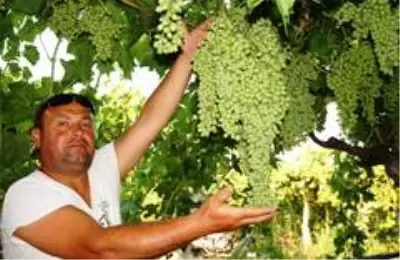 Sarıgöl'de üreticiler gece gündüz üzüm bağında Sarıgöl'de üreticiler gece gündüz üzüm bağında