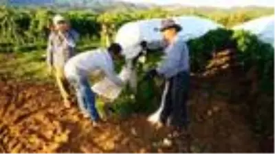 Sarıgöl'de üzüm bağları erken örtü altına alınmaya başladı Sarıgöl'de üzüm bağları erken örtü altına alınmaya başladı