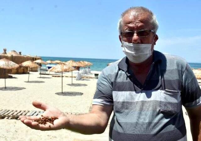 Saros Körfezi kıyıları, uğur böceklerinin istilasına uğradı Saros Körfezi kıyıları, uğur böceklerinin istilasına uğradı
