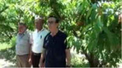 - Şeftali hasadı başladı, hedef Rusya - Şeftali hasadı başladı, hedef Rusya