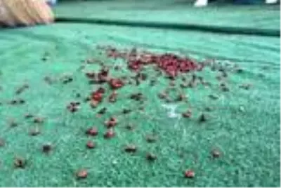 Uğur böceği istilası nedir? Saros Körfezi kıyıları neden uğur böceklerinin istilasına uğradı? Uğur böceği istilası ne zaman bitecek? Uğur böceği istilası nedir? Saros Körfezi kıyıları neden uğur böceklerinin istilasına uğradı? Uğur böceği istilası ne zaman bitecek?