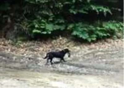 Vurduğu karaca kaçarken düşük yaptı, yaralı hayvanı köpeğine parçalattı