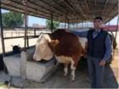 1 ton 100 kiloluk tosun, 25 bin liraya alıcı buldu 1 ton 100 kiloluk tosun, 25 bin liraya alıcı buldu