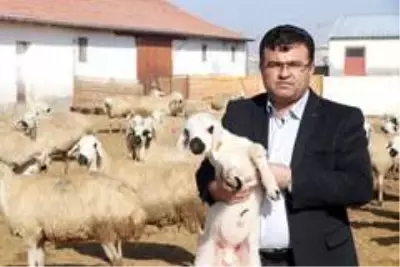 Aksaray'da hayvan aşılaması verimliliği artırdı Aksaray'da hayvan aşılaması verimliliği artırdı