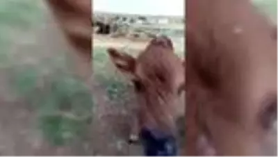 Çene yapısı bozuk doğan buzağı tedavi edildi Çene yapısı bozuk doğan buzağı tedavi edildi