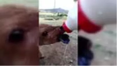 Çene yapısı bozuk doğan buzağı tedavi edildi Çene yapısı bozuk doğan buzağı tedavi edildi