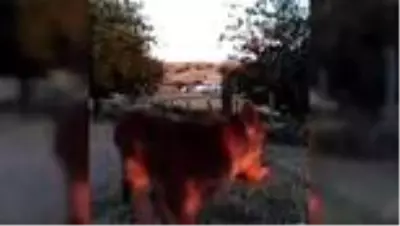 Çene yapısı bozuk doğan buzağı tedavi edildi Çene yapısı bozuk doğan buzağı tedavi edildi