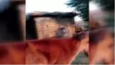 Çene yapısı bozuk doğan buzağı tedavi edildi Çene yapısı bozuk doğan buzağı tedavi edildi