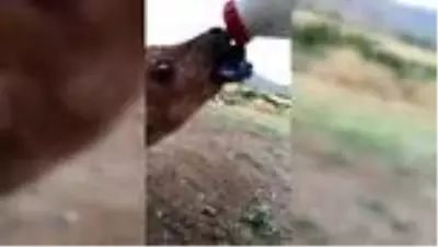 Çene yapısı bozuk doğan buzağı tedavi edildi Çene yapısı bozuk doğan buzağı tedavi edildi