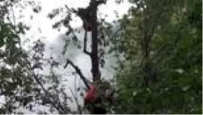 Çıktığı ağaçta mahsur kalan ayı AKUT ekiplerince kurtarıldı