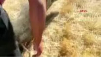 Son dakika haberi! DENİZLİ Kanala düşen yaban domuzunu, avcı kurtardı