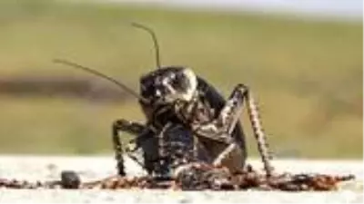 Dünyada sadece Türkiye'de bir bölgede görülen böceğin dişisi erkeğini yerken ilk kez görüntülendi Dünyada sadece Türkiye'de bir bölgede görülen böceğin dişisi erkeğini yerken ilk kez görüntülendi