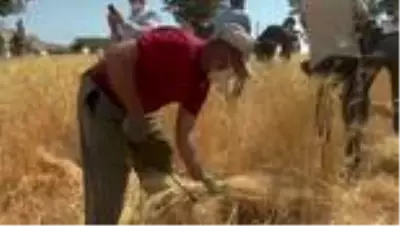 Engebeli arazilerde orakla buğday hasadı başladı Engebeli arazilerde orakla buğday hasadı başladı