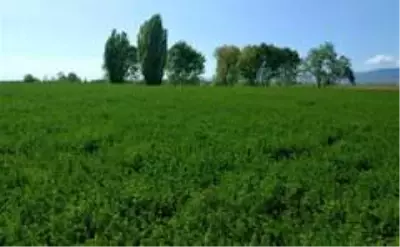 Eskişehir'de yonca üretimi arttı