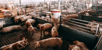 G4 EA H1N1 nedir? Yeni domuz gribi virüsü nedir? Yeni domuz gribi virüsü pandemiye neden olur mu?