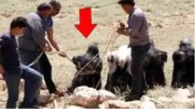 Keçi sütünden yapılan Söğle peyniri, 4 ay kuyuda bekletilip kilosu 90 TL'den satılıyor Keçi sütünden yapılan Söğle peyniri, 4 ay kuyuda bekletilip kilosu 90 TL'den satılıyor