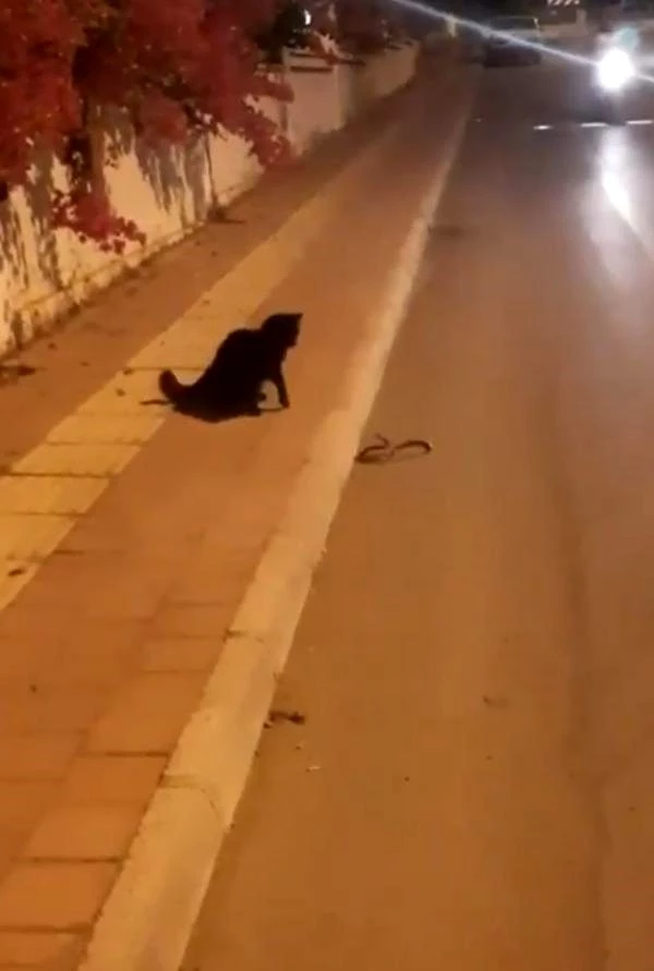 Kedi ile yılanın birbirlerine saldırı anı kamerada Haberler