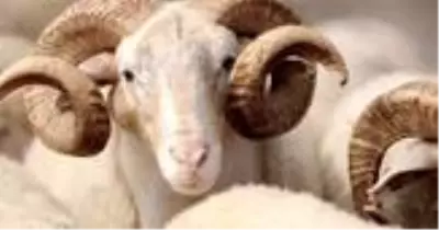 Kızılay vekaleten kurban kesim bedeli ne kadar? Kızılay 2020 yılı için vekaleten kurban kesim bedellerini belirledi mi? Kızılay vekaleten kurban kesim bedeli ne kadar? Kızılay 2020 yılı için vekaleten kurban kesim bedellerini belirledi mi?