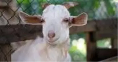 Kurban Bayramı ne zaman? Kurban Bayramı ayın kaçında, hangi gün? Kurban Bayramı tatili kaç gün? Kurban Bayramı ne zaman? Kurban Bayramı ayın kaçında, hangi gün? Kurban Bayramı tatili kaç gün?