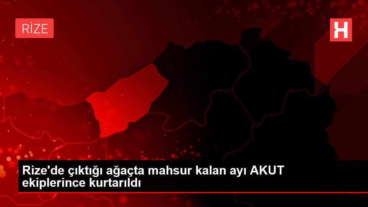 Rize'de çıktığı ağaçta mahsur kalan ayı AKUT ekiplerince kurtarıldı Rize'de çıktığı ağaçta mahsur kalan ayı AKUT ekiplerince kurtarıldı