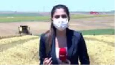 Silivri’de çiftçiye ücretsiz arpa tohumu desteği
