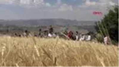 Şırnak'ta buğday hasadı şenliği düzenlendi Şırnak'ta buğday hasadı şenliği düzenlendi