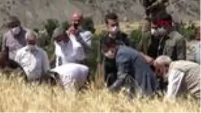 Şırnak'ta buğday hasadı şenliği düzenlendi Şırnak'ta buğday hasadı şenliği düzenlendi