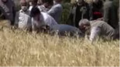 Şırnak'ta buğday hasadı şenliği düzenlendi Şırnak'ta buğday hasadı şenliği düzenlendi