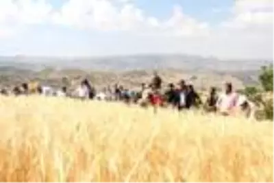 Son dakika haberleri: Şırnak'ta buğday hasadı şenliği düzenlendi Son dakika haberleri: Şırnak'ta buğday hasadı şenliği düzenlendi