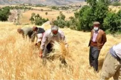 Son dakika haberi! Şırnak'ta 'dengbej' eşliğinde buğday hasadı başladı Son dakika haberi! Şırnak'ta 'dengbej' eşliğinde buğday hasadı başladı