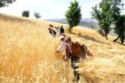 Son dakika haberi! Şırnak'ta 'dengbej' eşliğinde buğday hasadı başladı Son dakika haberi! Şırnak'ta 'dengbej' eşliğinde buğday hasadı başladı