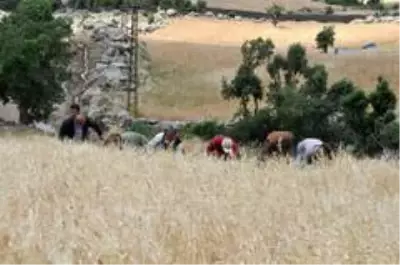 Son dakika haberi! Şırnak'ta 'dengbej' eşliğinde buğday hasadı başladı Son dakika haberi! Şırnak'ta 'dengbej' eşliğinde buğday hasadı başladı