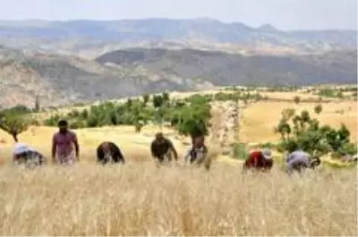 Son dakika haberi! Şırnak'ta 'dengbej' eşliğinde buğday hasadı başladı Son dakika haberi! Şırnak'ta 'dengbej' eşliğinde buğday hasadı başladı
