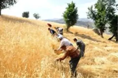 Son dakika haberi! Şırnak'ta 'dengbej' eşliğinde buğday hasadı başladı Son dakika haberi! Şırnak'ta 'dengbej' eşliğinde buğday hasadı başladı