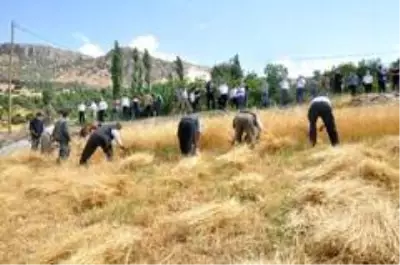 Son dakika haberi! Şırnak'ta 'dengbej' eşliğinde buğday hasadı başladı Son dakika haberi! Şırnak'ta 'dengbej' eşliğinde buğday hasadı başladı