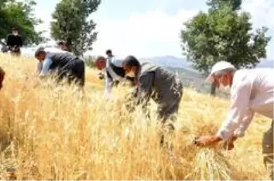 Son dakika haberi! Şırnak'ta 'dengbej' eşliğinde buğday hasadı başladı Son dakika haberi! Şırnak'ta 'dengbej' eşliğinde buğday hasadı başladı