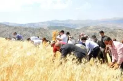 Son dakika haberi! Şırnak'ta 'dengbej' eşliğinde buğday hasadı başladı Son dakika haberi! Şırnak'ta 'dengbej' eşliğinde buğday hasadı başladı