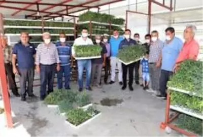 Turgutlulu üreticilere 200 bin fide ulaştırılacak
